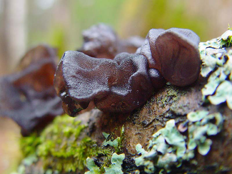 Черные грибы виды. Exidia brunneola. Эксидия пузырчатая. Гриб эксидия сжатая. Эксидия сжатая (Exidia recisa).